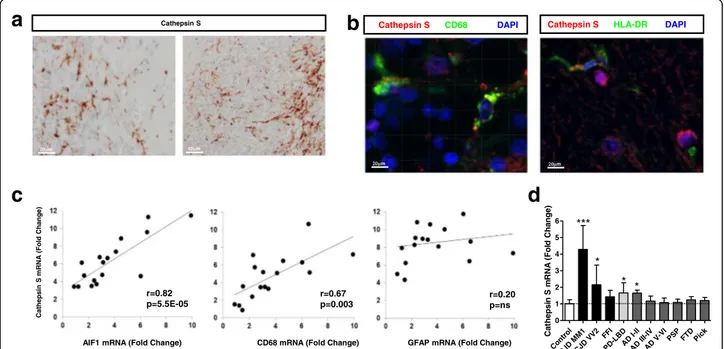 Fig. 8 Microglial overexpression of Cathepsin S in sCJD. a Immunohistochemical analysis of Cathepsin S expression in cerebellum of sCJD cases showing microglial localization