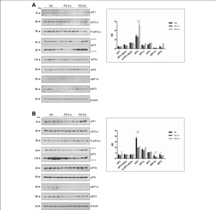 Fig. 8 Western blotting of eukaryotic initiation factors eIF1, eIF2- α, eIF3, eIF3 , and eIF5, and elongation factors eF1A and eF2 in the substantia nigra (a) and frontal cortex area 8 (b)