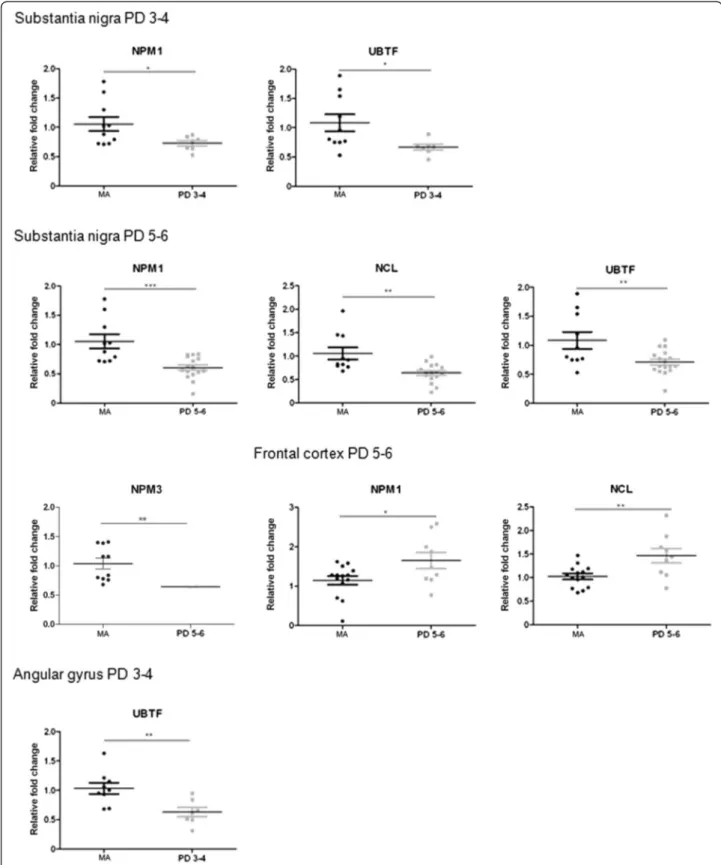Fig. 1 Altered mRNA expression levels of nucleolar proteins nucleophosmin ( NPM1/B23), nucleoplasmin 3 (NPM3), nucleolin (NCL), and upstream binding transcription factor ( UBTF) in the substantia nigra, frontal cortex area 8, and angular gyrus in middle-ag