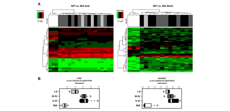 FIGURE 1 | (A) Hierarchical clustering heat map of methylation (5mC) (left) and hydroxmethylation (5hmC) (right) array showing differential methylation profile in LC in cases with neurofibrillary tangle (NFT) pathology and middle-aged individuals (MA)