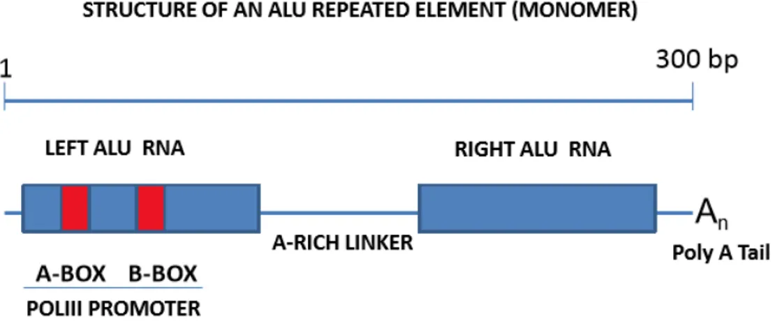 Figure 1. Structural features of Alu repeated sequences. Shown here are the distinctive elements 