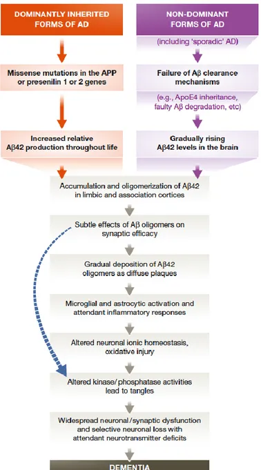 Figure 2.  The sequence of pathogenic events leading to AD (42) 