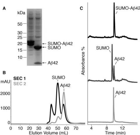 Fig.  3.  Aβ42  purification.  (A)  SDS-PAGE  analysis  of  SUMO-Aβ42  fusion  protein  before  (lane  1)  and  after  (lane  2)  cleavage  with  SUMO  protease  (Ulp1) 