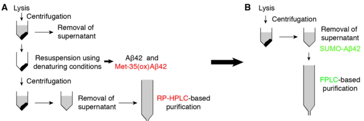Fig. 6. Schematic diagram for purification of recombinant Aβ42. (A) Previous strategies  report  accumulation  of  the  fusion-Aβ42  protein  in  inclusion  bodies