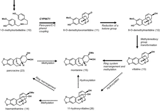 Figure 2.  The montanine biosynthetic pathway: Schematic representation showing the important steps of the  montanine-type alkaloid formation in Amaryllidaceae plants 18 , 19 , 21 – 23 .