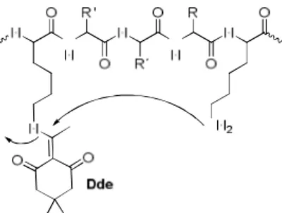 Figure 6. Dde N→N’ migration. This side reaction is prevented using ivDde. 