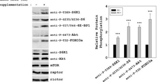 FIGURE 10. Amino acid supplementation leads to activation of mTORC1 and mTORC2. HeLa cells were supplemented with 1 ⫻ amino acids for 30 min after 48 h in DMEM complete medium