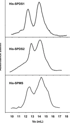 Figure 6. Gel filtration analyses of native SPDS aminopropyl- aminopropyl-transferases