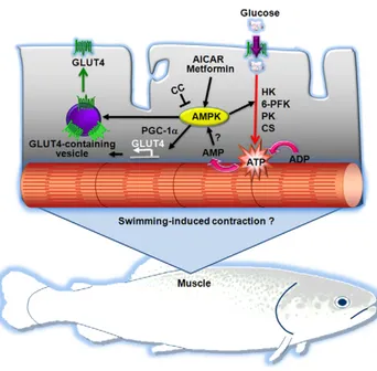 Figure 10. Proposed model for the role of AMPK in fish skeletal muscle cells. We propose that activation of endogenous AMPK by pharmacological activators (i.e