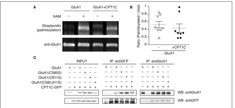 FIGURE 7 | GluA1 palmitoylation state is not altered by CPT1C and does not affect the interaction with GluA1