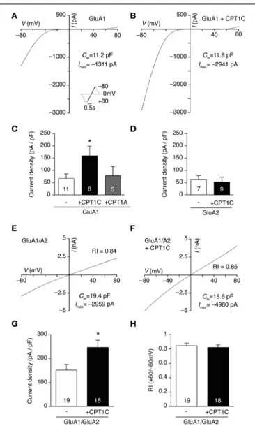 FIGURE 2 | CPT1C specifically increases glutamate-evoked currents of GluA1-containing AMPARs