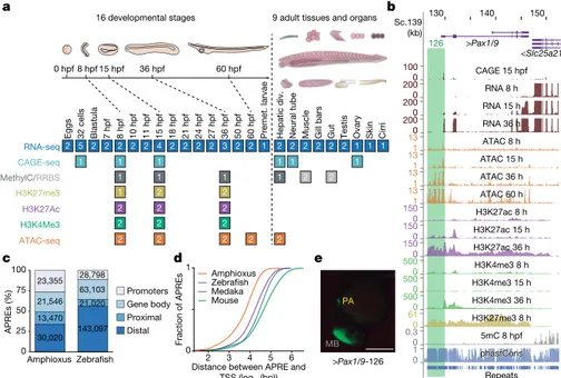 Fig. 1 | Functional genome annotation of amphioxus. a, Summary 