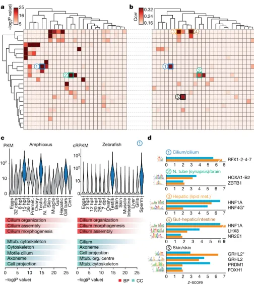 Fig. 4 | Transcriptomic and cis-regulatory  conservation of adult chordate tissues.   a, Heat map showing the level of raw statistical 