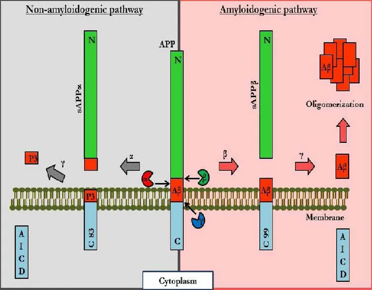 Figure 1: Amyloidogenic and non-amyloidogenic APP-processing pathways. Aß: ß-amyloid peptide