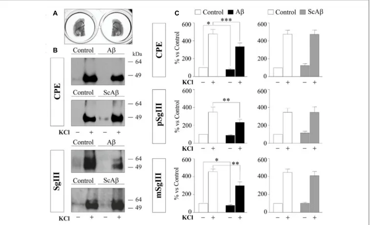 FIGURE 9 | Aβ impairs CPE and SgIII secretion in acute adult brain slices. (A) Left and right hemispheres of the same slice were incubated in parallel with vehicle and Aβ or vehicle and ScAβ for 8 h