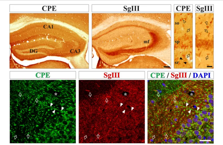 FIGURE 1 | Neurons and astrocytes abundantly express carboxypeptidase E (CPE) and SgIII proteins in the cerebral cortex in vivo