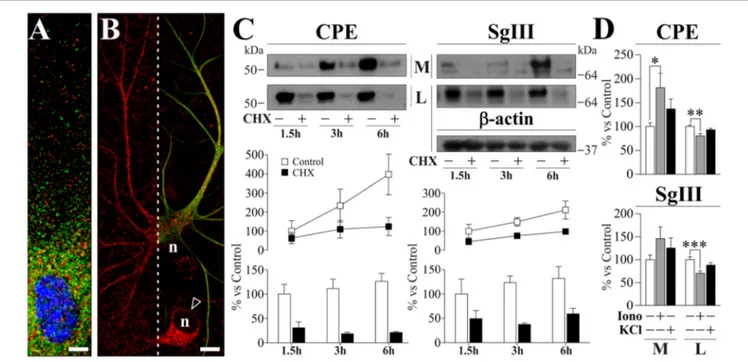 FIGURE 2 | Localization and release of CPE and SgIII in cultured cortical astrocytes. (A,B)
