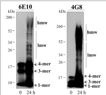 FIGURE 4 | Characterization of aggregates present in the A β preparations. Immunoblots illustrate 6E10- and 4G8-immunoreactive soluble Aβ 1–42 peptide
