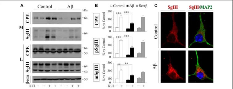 FIGURE 6 | A β impairs regulated secretion of CPE and SgIII in cultured cortical neurons