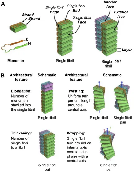 Figure 4 Single fibrils are antiparallel stacks monomers with varying geometries.