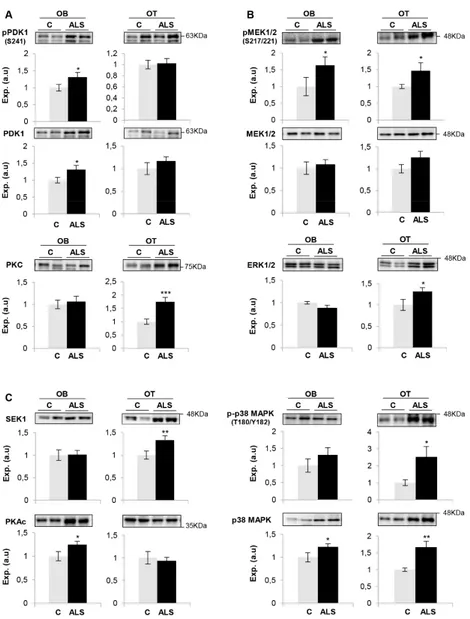 Figure 4. Signaling disruption across the OB-OT axis in ALS. State levels of PDK1, PKC (A), MEK1/2, 