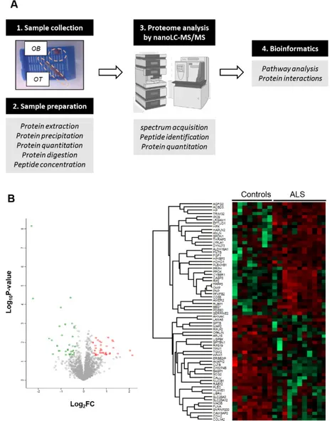 Figure 1. (A) An overview of the workflow used for the molecular characterization of the OB derived 