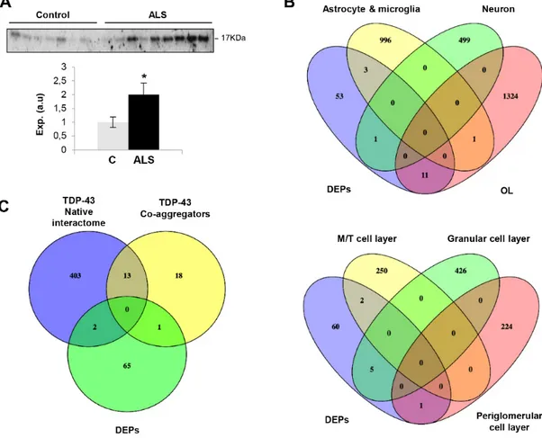Figure 2. (A) OB Protein expression changes of OMP in ALS subjects by Western blotting