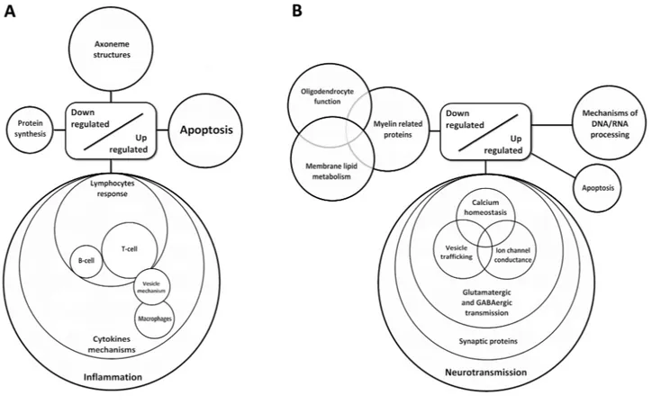 Figure 2.  Diagram showing de‐regulated gene clusters in the anterior horn of the spinal cord (A) and frontal cortex area 8 in ALS (B) as revealed by whole transcriptome arrays.  