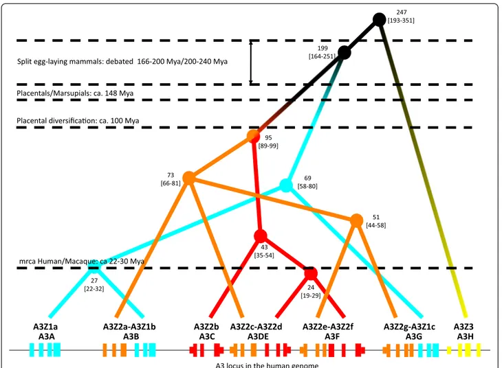 Figure 2 Projection of the A3 phylogenetic relationships onto the human genomic locus