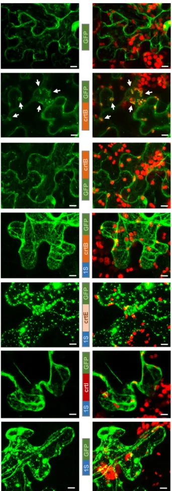 Figure 2 Subcellular localization of GFP-tagged proteins. N. benthamiana leaves were agroinfiltrated with constructs to express the indicated proteins and investigate their subcellular distribution based on GFP fluorescence by confocal microscopy at 3 dpi