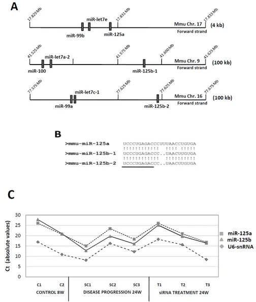 Figure 1. Structure and expression of the murine miR-125a/miR-125b-1/miR-125b-2 gene clusters in ATH  progression