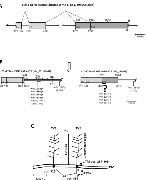 Figure 4. Structure and expression of the murine Cd34 genetic loci and its interaction with miR-125  and other miRNAs