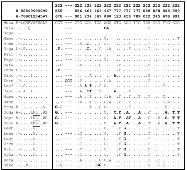 Figure 1.  Amino acid and nucleotide sequences, corresponding to the 12 amino acids region for the 28 mammals used in this study