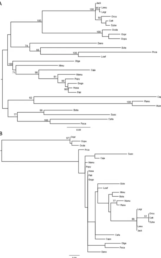 Figure  2.    Phylogenetic  reconstruction  of  mammalian  TCTEX1D4.    A)  Maximum  Likelihood  tree  corresponding  to  the  whole