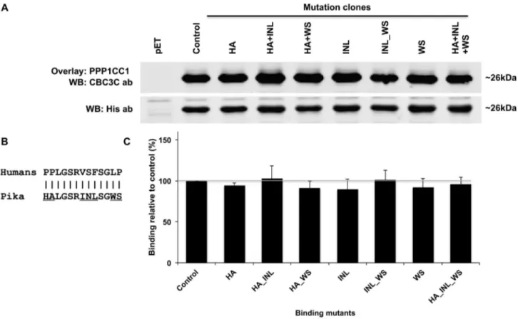 Figure  4.    TCTEX1D4  PPP1  binding  motif  mutants  and  PPP1C  binding  analysis.    A)  Bacterial  cell  cultures  expressing  each