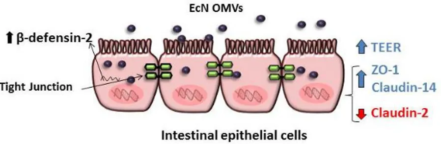 Figure  2.  Modulation  of  the  intestinal  epithelial  barrier  by  EcN  OMVs  in  an  intact 