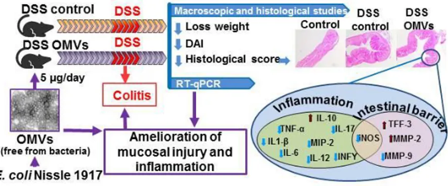 Figure  3.  Antiinflammatory  and  barrier  protection  effects  of  EcN  OMVs  in  DSS-