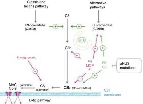 Fig. 3 – Complement dysregulation in atypical haemolytic uraemic syndrome. Complement activation by any of the 3 pathways (detection of foreign antigens, alternative pathway ; of antibodies, classical ; or mannan polysaccharides, lectin ) leads to the buil