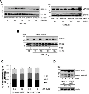 Fig. 5.  Apoptosis promoted by activation of the CaSR in neuroblastoma cell  lines is dependent on sustained phosphorylation of ERK1/2