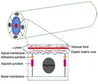 Figure	 4.	 Schematic	 representation	 of	 tracheal	 epithelial	 cells.	 Top:	 epithelial	 cells	 surrounding	 the	