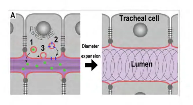 Figure	 8.	 Model	 with	 the	 secretion	 roles	 implicated	 in	 tracheal	 tube	 expansion.	 (A)	Secretory	activity	