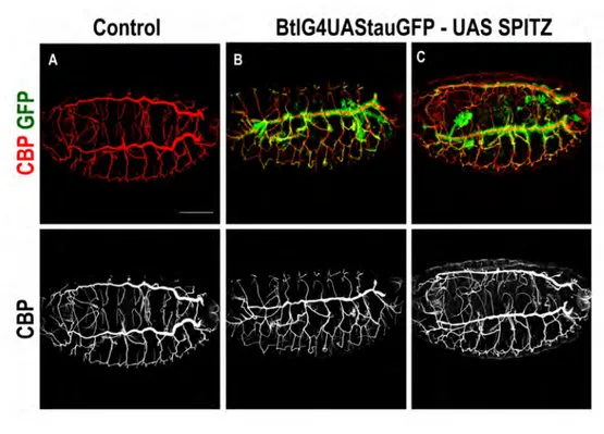 Figure	 28.	 The	 overexpression	 of	 Spi	 produced	 a	 similar	 phenotype	 to	 that	 of	 EGFR CA .	 (A-C)	 Lateral	 views	 of	 stage	 16	 embryos	 of	 indicated	 genotype	 stained	 for	 CBP	 (red)	 and	 GFP	 (green).	 Note	 that	 the	 overexpression	 of	 