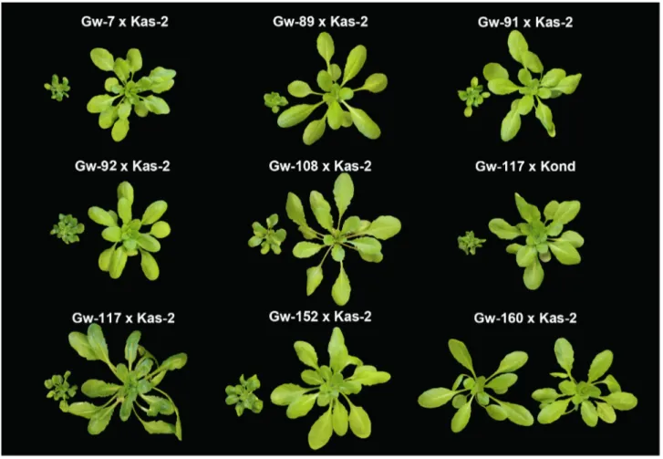 Figure 7. Incompatible phenotypes derived from the cross of Gw + /Kas-2 and Gw + /Kond accessions