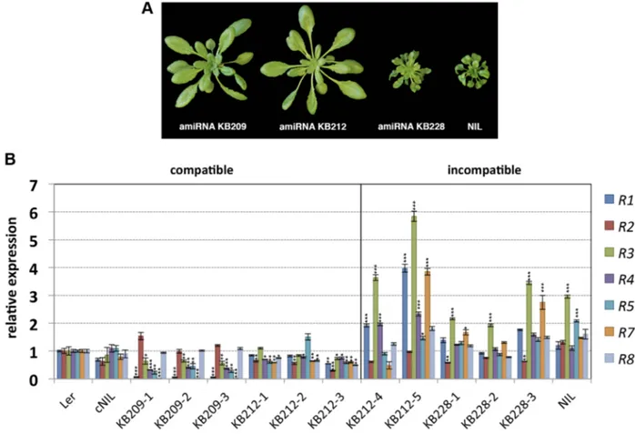 Figure 1. Growth phenotype of amiRNA lines at 14–16 6 C and RPP1 -like gene expression