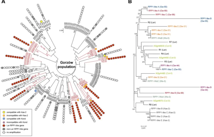 Figure 6. Genetic diversity of the RPP1 -like locus in the Gorzo´w population. (A) Neighbor-joining tree showing the genome-wide genetic diversity among Gw accessions, estimated from a set of 149 genome-wide SNPs