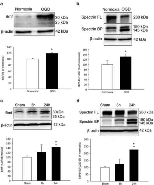 Figure 5 Increased Bmf protein expression following OGD in cortical neurons and transient focal cerebral ischemia in WT mice