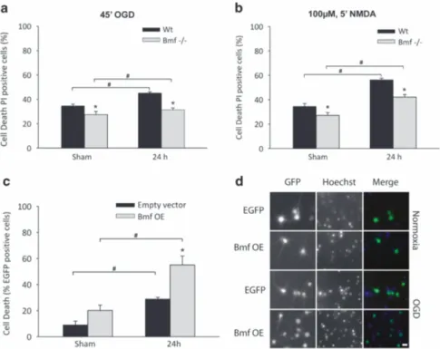 Figure 6 Deletion of bmf confers protection against neuronal injury induced by OGD in cultured primary cortical neurons