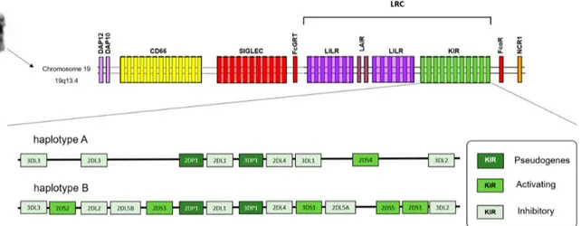 Figure 1. Schematic representations of the Leukocyte Receptor Complex (LRC) region and typical KIR a and B genotypes