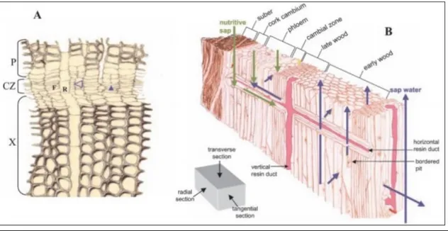 Fig 1.A Drawing of a transverse section of the cambial zone (CZ) of maritime pine (Pinus pinaster) showing the disproportion existing 