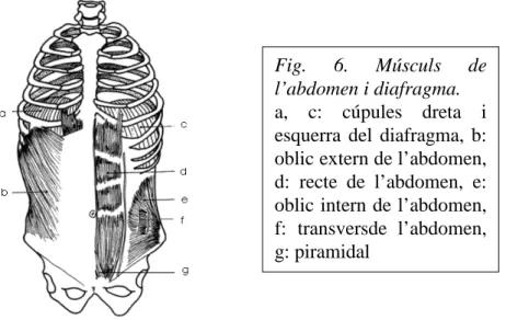 Fig.  6.  Músculs  de  l’abdomen i diafragma. 